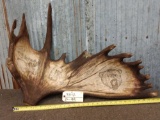 Scrimshaw Moose Antler