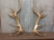 Big Set Of Red Stag Shed Antlers