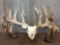 SPECTACULAR Double Drop Tine Sheds Mounted On Skull