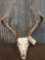 Big Wild 4x4 Whitetail Antlers On Skull