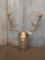 Fallow Deer Antlers On Skull