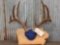 160 Class 5x5 Whitetail Antlers On Plaque