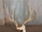 Cool 5x5 Mule Deer Antlers On Skull Plate