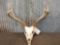 4x4 Whitetail Antlers On Skull