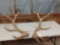 6x6 Elk Antlers