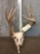 Freak Main Frame 3x5 Whitetail Antlers On Skull