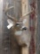 Big 4x4 Whitetail Shoulder Mount Taxidermy