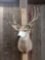 4x5 Mule Deer Shoulder Mount Taxidermy