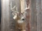 4x4 Whitetail Shoulder Mount Taxidermy