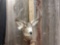 Nice 4x4 Mule Deer shoulder mount Taxidermy