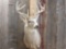 5x5 Whitetail Taxidermy Mount