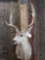 4x4 Mule Deer Taxidermy Mount