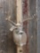 5x5 Whitetail Shoulder Mount Taxidermy