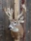 High 200 Class Whitetail Shoulder Mount Taxidermy