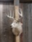 4x5 Whitetail Taxidermy Mount