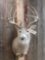 Wild Canadian Boone & Crockett Whitetail Shoulder Mount Taxidermy