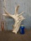 Heavy mass Whitetail Shed Antler