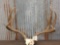 NICE 6x5 Mule Deer Antlers On Skull Plate