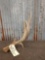 5 Point Mule Deer Shed Antler