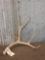 Single Mule Deer Shed Antler