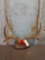 Big 5x5 Mule Deer Antlers On Plaque