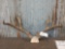 NICE Nontypical Mule Deer Antlers On Skull Plate