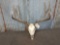 5x5 Mule Deer Antlers On Skull
