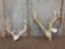 2 Whitetail Antlers On Skull Plate