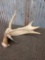 Palmated Whitetail Shed Antler