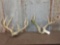 2 Sets Of Whitetail Antlers On Skull Plate