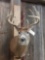 150 Class Whitetail Deer Shoulder Mount Taxidermy