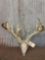 300 Class Whitetail Antlers On Skull