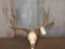 4x5 Mule Deer Antlers On Skull