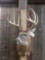 140 Class Whitetail Deer Shoulder Mount Taxidermy