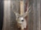 5x5 Mule Deer Taxidermy Mount