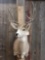 4x4 Mule Deer Taxidermy Mount