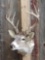 5x5 Whitetail Shoulder Mount Taxidermy