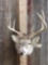 4x5 Whitetail Shoulder Mount Taxidermy