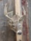 Main Frame 5x5 Whitetail Shoulder Mount Taxidermy