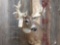 Mini Monster Nontypical Whitetail Shoulder Mount Taxidermy