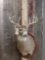 6x6 Typical Whitetail Shoulder Mount Taxidermy