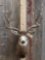 BIG Mule Deer Shoulder Mount Taxidermy