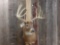 High 150 Class Whitetail Deer Shoulder Mount Taxidermy