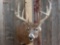 Nice 5x5 Whitetail Deer Shoulder Mount Taxidermy