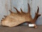 Nice Alaskan Moose Shed Antler