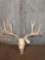 7x7 Mule Deer Antlers On Skull