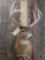 4x5 Whitetail Deer Shoulder Mount Taxidermy