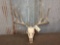 6x5 Mule Deer Antlers On Skull