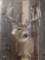 6x5 Whitetail Deer Shoulder Mount Taxidermy