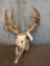 3 Whitetail Antlers On Skulls